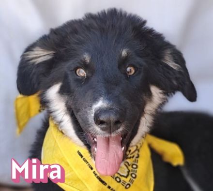 Mira, 03/26 - sollte ertrinken!