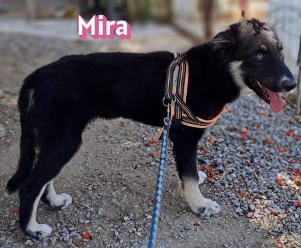 Mira, 03/26 - sollte ertrinken!