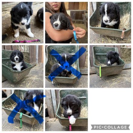 Border Collie Welpen