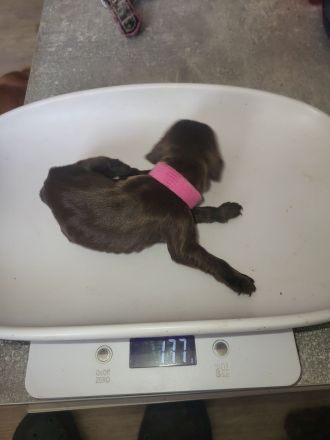 Cocker Spaniel Welpen