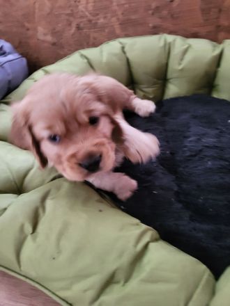 Cocker Spaniel Welpen