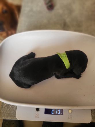 Cocker Spaniel Welpen