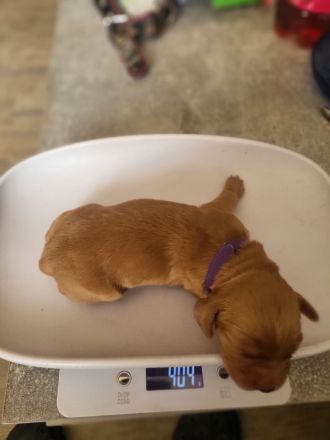 Cocker Spaniel Welpen