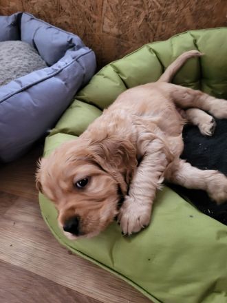 Cocker Spaniel Welpen