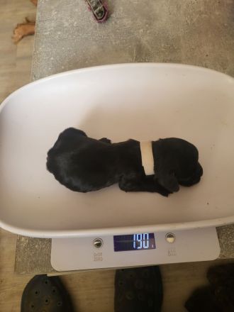 Cocker Spaniel Welpen