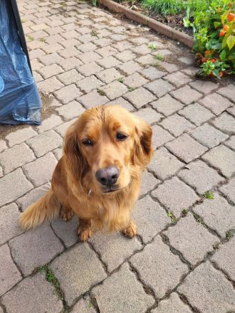 Cocker Spaniel Welpen