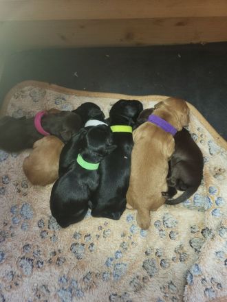 Cocker Spaniel Welpen