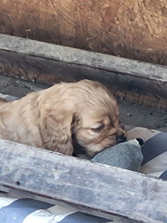 Cocker Spaniel Welpen
