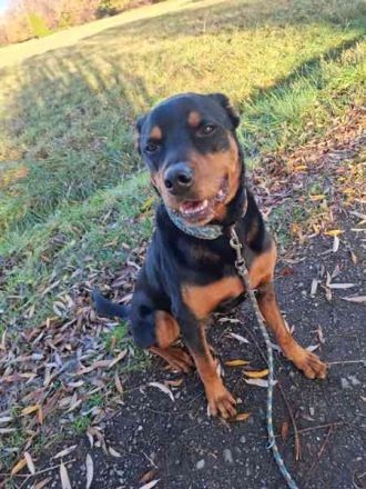 Samson, Rottweiler, geb. 2018, ein " Ein Mann Hund"