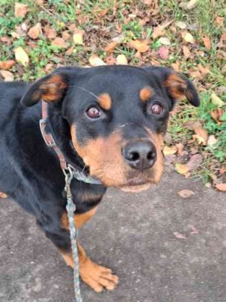 Samson, Rottweiler, geb. 2018, ein " Ein Mann Hund"