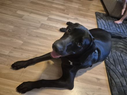 Weimarer/Labradormix