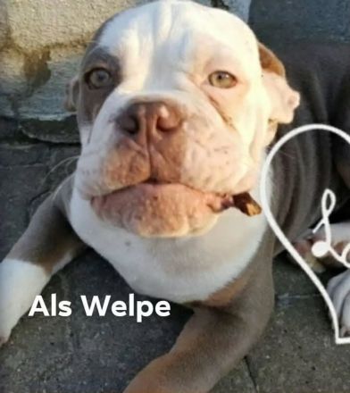 Olde English Bulldogge Deckrüde