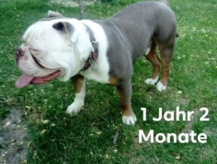 Olde English Bulldogge Deckrüde