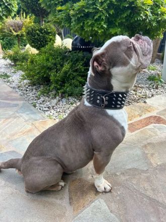 Olde English Bulldogge Deckrüde