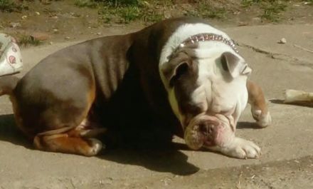 Olde English Bulldogge Deckrüde