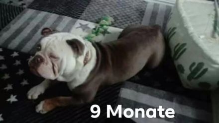 Olde English Bulldogge Deckrüde