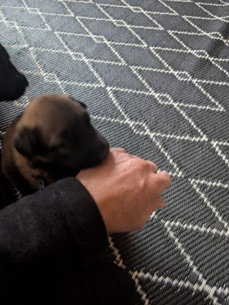 Kräftige Belgische Schäferhund-Welpen (Malinois)