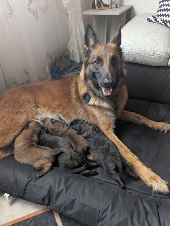Kräftige Belgische Schäferhund-Welpen (Malinois)