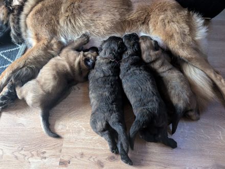 Kräftige Belgische Schäferhund-Welpen (Malinois)