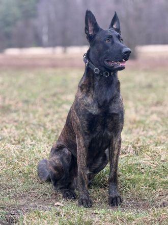 Kräftige Belgische Schäferhund-Welpen (Malinois)