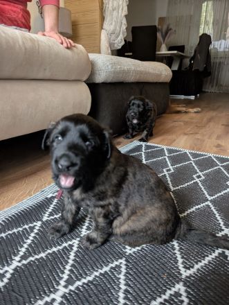 Kräftige Belgische Schäferhund-Welpen (Malinois)