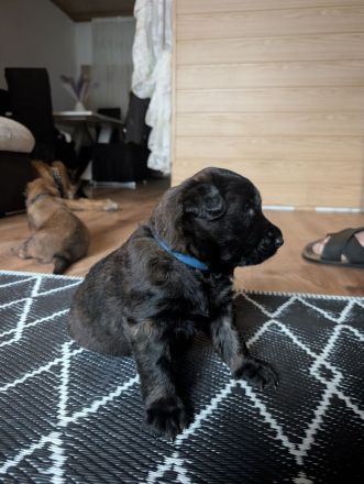 Kräftige Belgische Schäferhund-Welpen (Malinois)