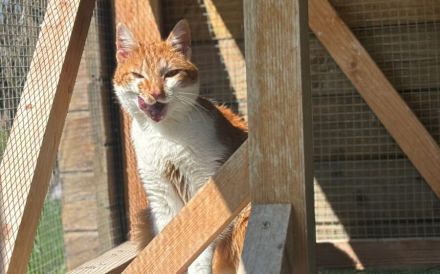 Eywa: Eine wunderbar ruhige und verschmuste Samtpfote!