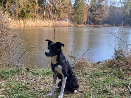 Sensibles Border-Collie-Mix-Mädchen sucht erfahrenes Zuhause