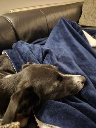 Sensibles Border-Collie-Mix-Mädchen sucht erfahrenes Zuhause