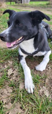 Sensibles Border-Collie-Mix-Mädchen sucht erfahrenes Zuhause