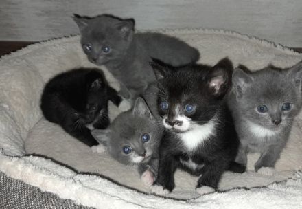 Kitten 12 Woche alt