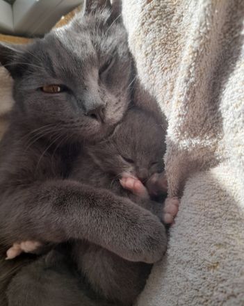 Kitten 12 Woche alt