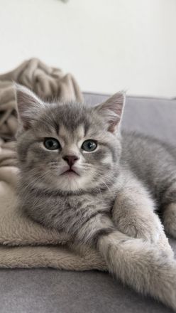Britisch Kurzhaar (BKH) Kitten zu verkaufen