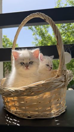Britisch Kurzhaar (BKH) Kitten zu verkaufen