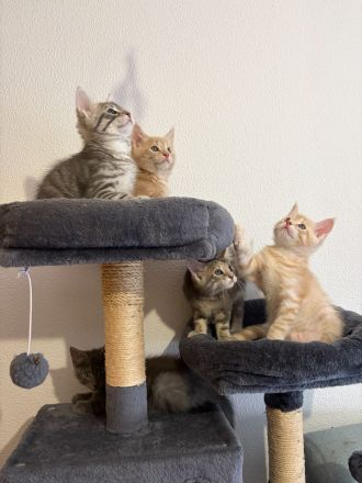 Wunderschöne Maine Coon Mix Kitten abzugeben