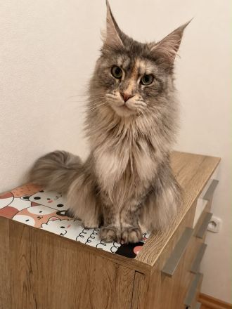 Wunderschöne Maine Coon Mix Kitten abzugeben