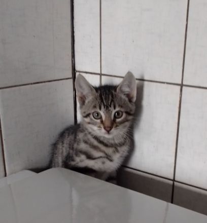 Sehr schöne Babykatzen