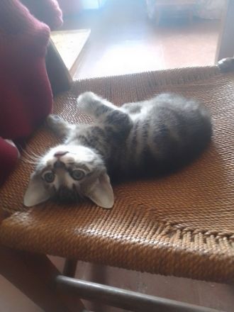 Sehr schöne Babykatzen