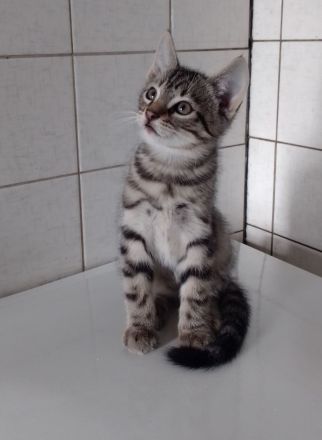 Sehr schöne Babykatzen
