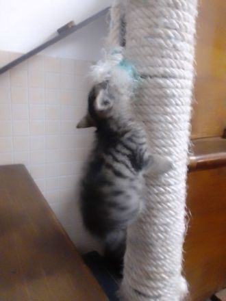 Sehr schöne Babykatzen