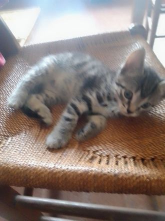 Sehr schöne Babykatzen