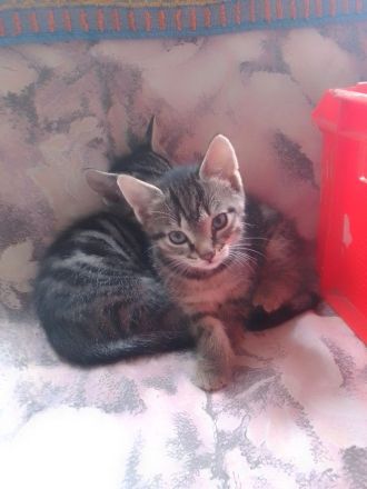 Sehr schöne Babykatzen