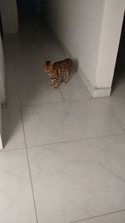 domestiziertes Bengal Katzenparchen (2 Jahre alt)