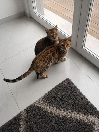 domestiziertes Bengal Katzenparchen (2 Jahre alt)
