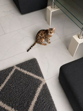 domestiziertes Bengal Katzenparchen (2 Jahre alt)