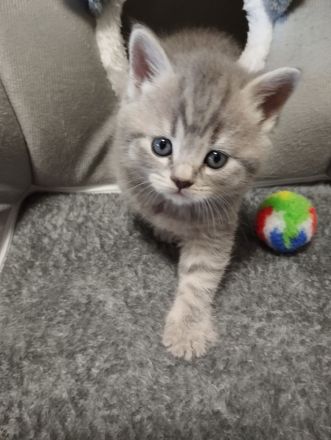 Bkh Kitten verschiedene Farben