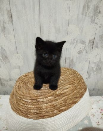 Bkh Kitten verschiedene Farben