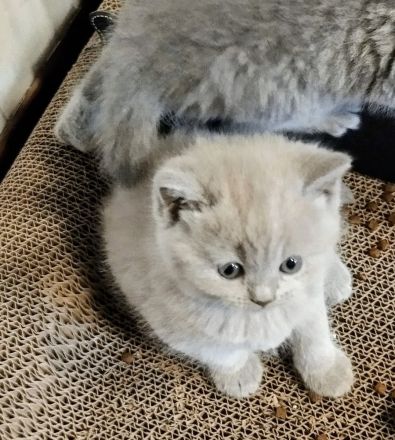 Bkh Kitten verschiedene Farben