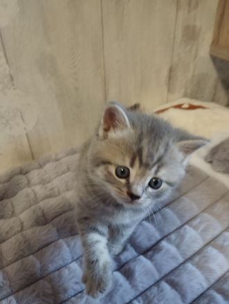 Bkh Kitten verschiedene Farben