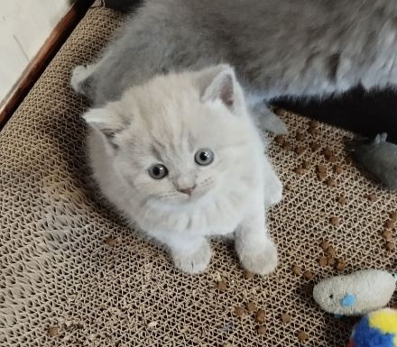 Bkh Kitten verschiedene Farben